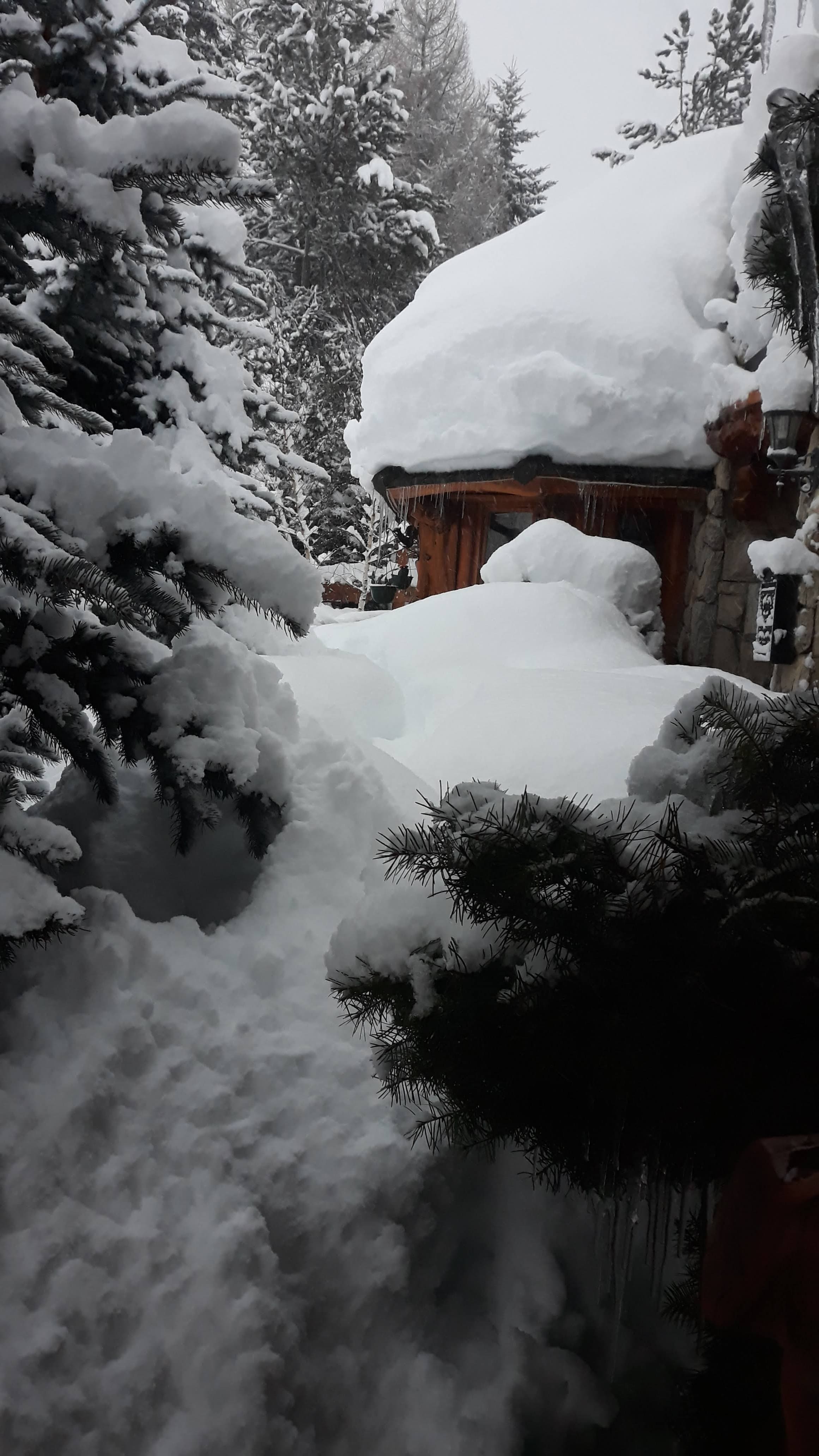 Sendero entre pinos cubiertos de nieve